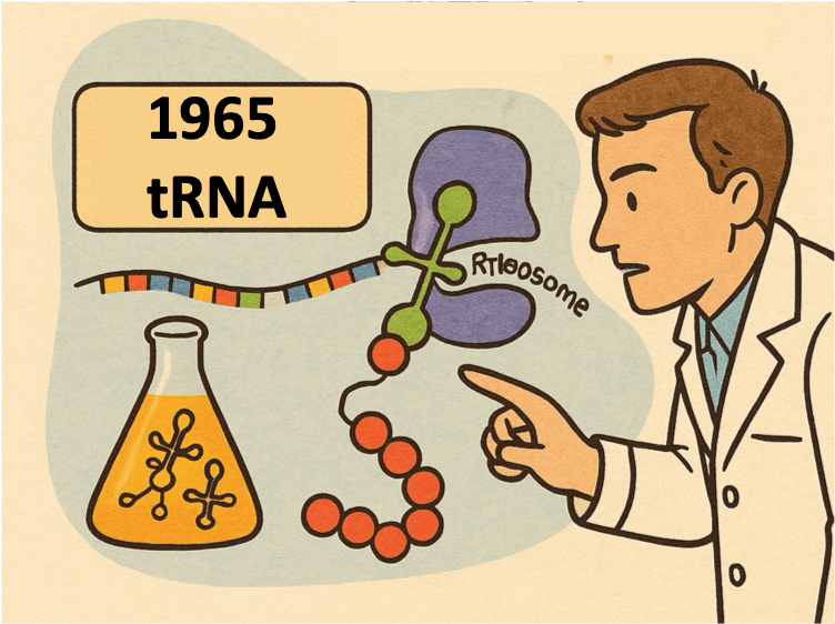 1965 — Sequencing the First Nucleic Acid [A Chronicle of DNA Sequencing,&nbsp;EP1]