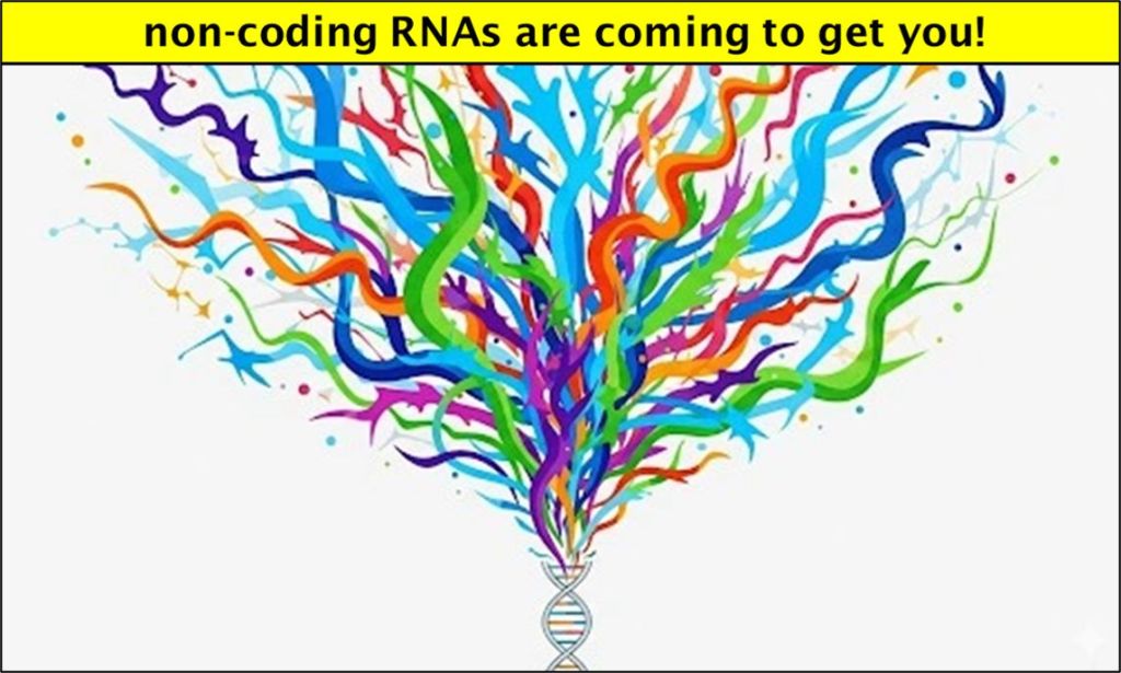 How many types of non-coding RNA do you know?
