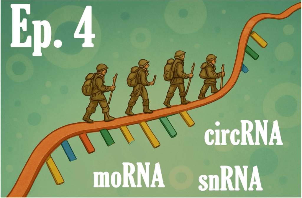 moRNA, circRNA, snRNA [How many types of ncRNA do you know? Ep.&nbsp;4/7]