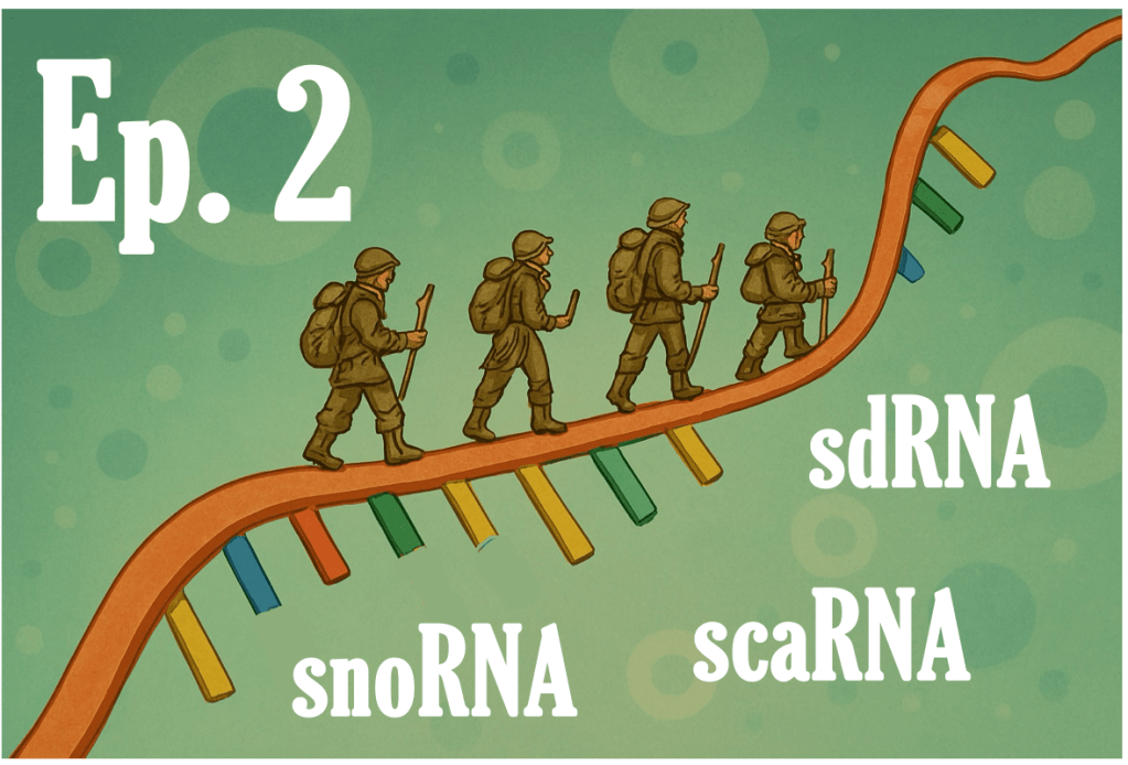 snoRNA, sdRNA, scaRNA [How many types of ncRNA do you know? Ep.&nbsp;2/7]